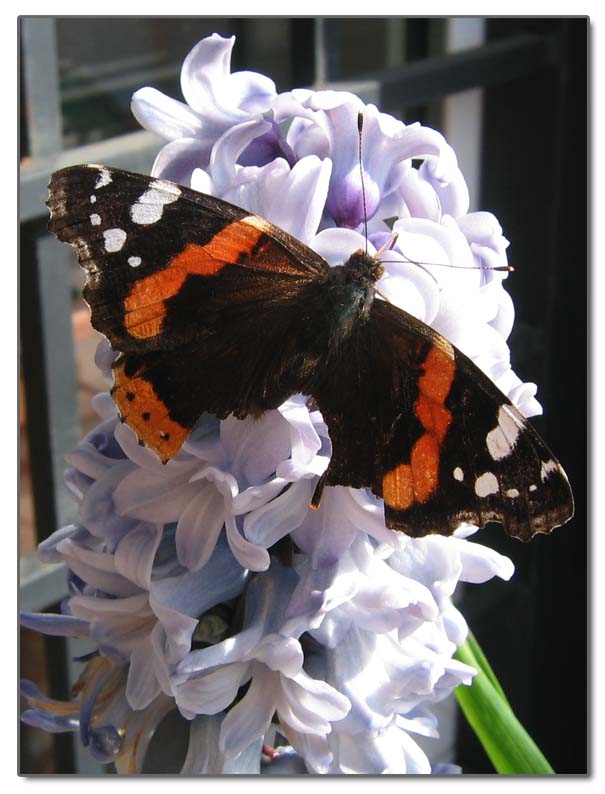 una vanessa ...infortunata....